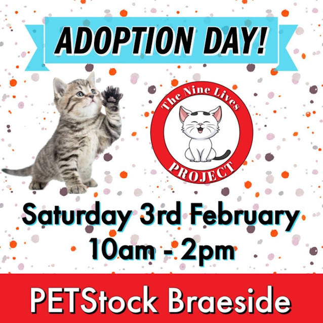 Photo of Gizmo *9 Lives Project Rescue*