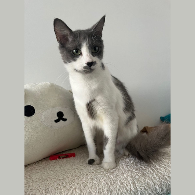 Photo of Gypsy *9 Lives Project Rescue*