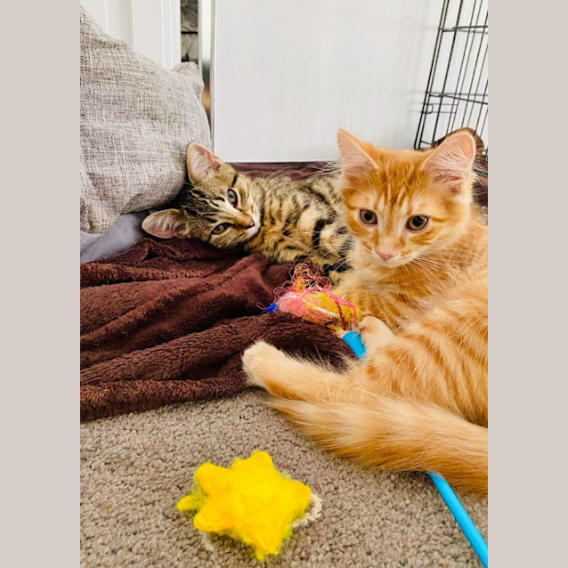 Photo of Biscuit Maker Jericho