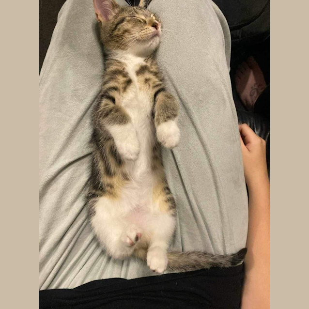 Photo of Sadie Meet Me At Petstock Mornington Central 