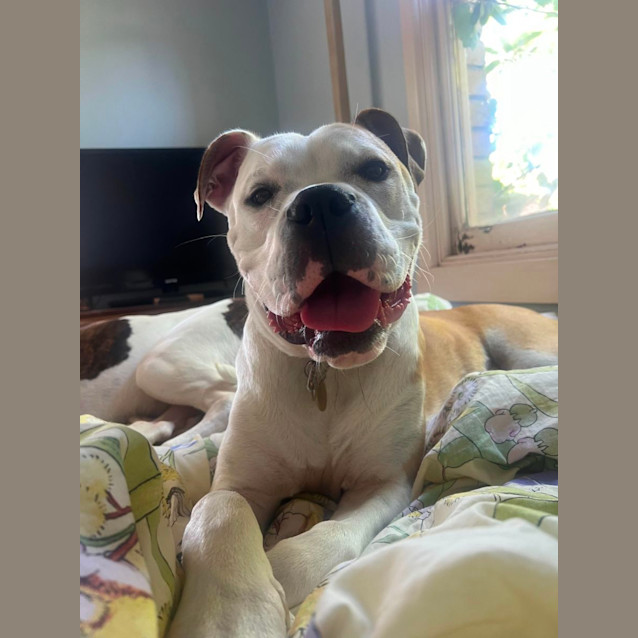 Photo of Bullseye