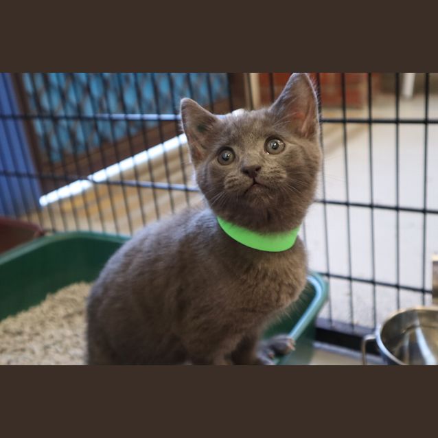 Photo of Pepper
