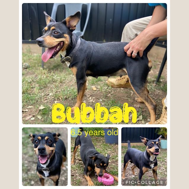 Photo of Bubbah