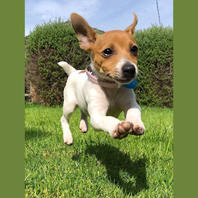 Photo of Blaze