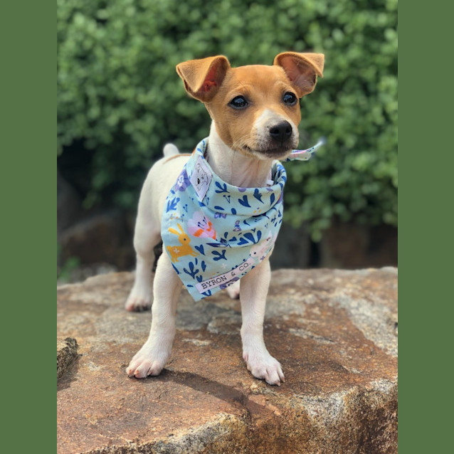 Photo of Blaze