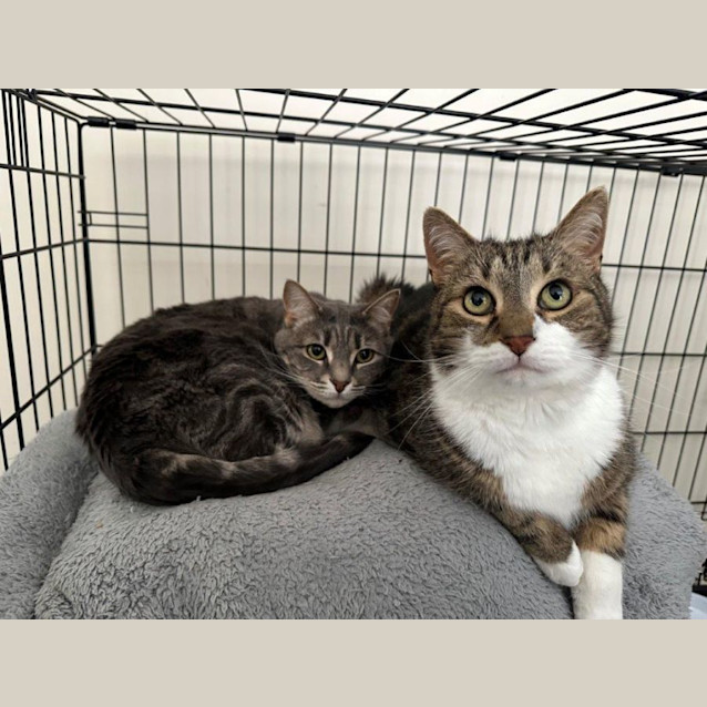 Photo of Salem Babbington