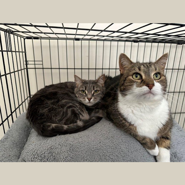 Photo of Salem Babbington