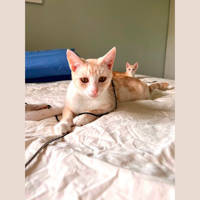 Photo of Sahara