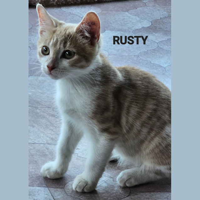 Photo of Rusty
