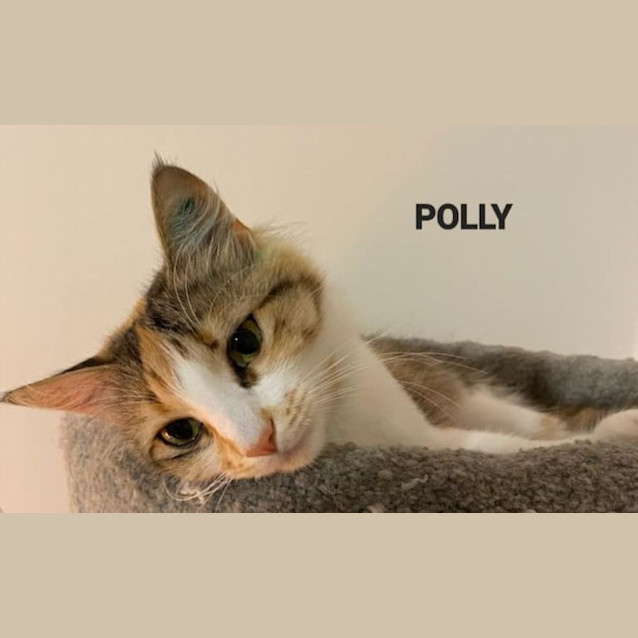 Photo of Polly