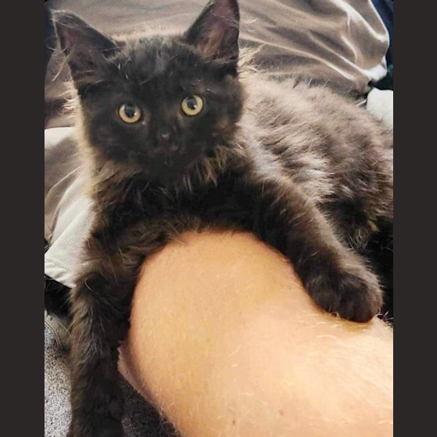 Photo of 🖤 Fizzy 🖤