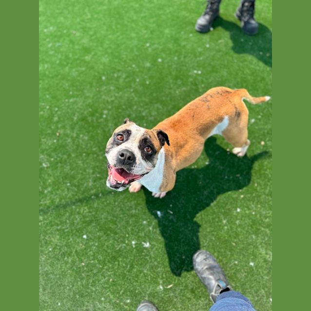 Photo of Panda Imp 1907