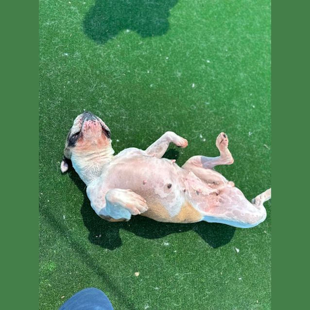 Photo of Panda Imp 1907