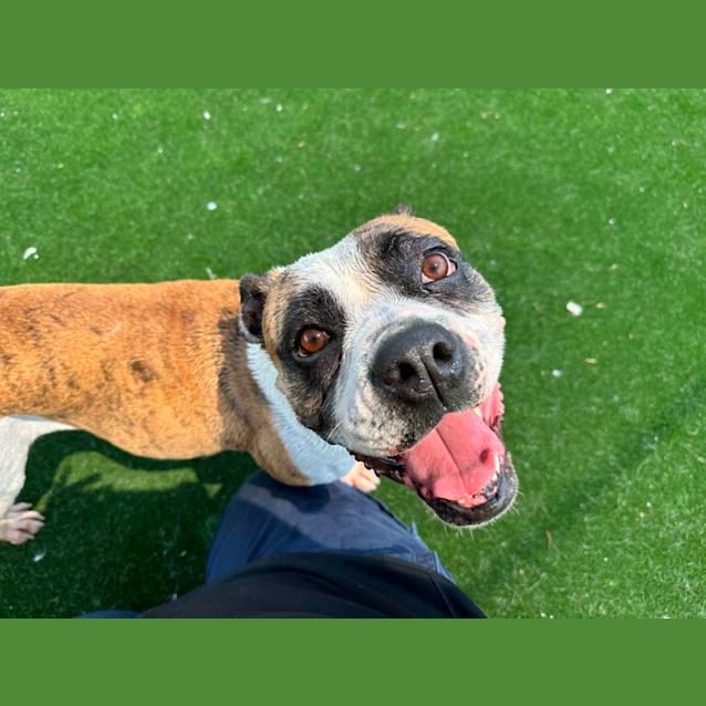 Photo of Panda Imp 1907