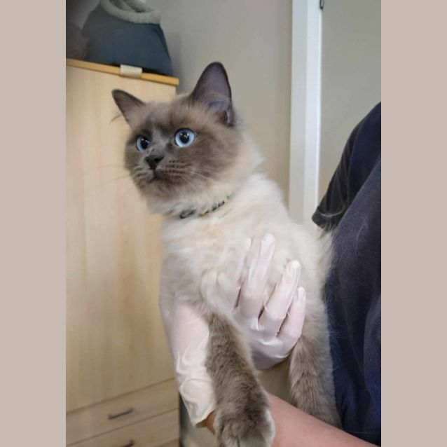Photo of Suki