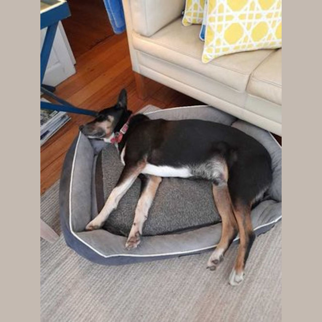 Photo of Fin   Finigan