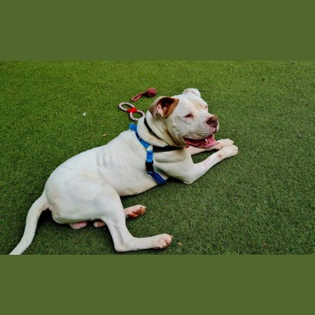 Photo of Bluey