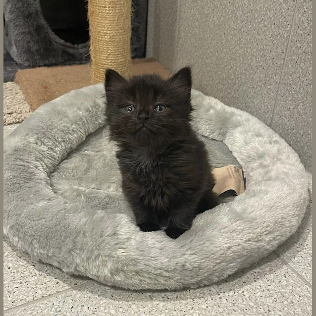 Photo of Gigi