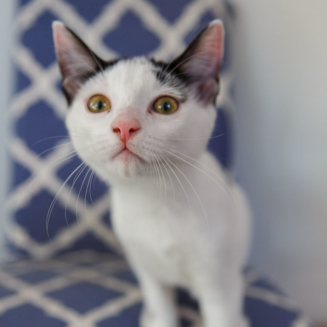 Photo of Captain *9 Lives Project Rescue*