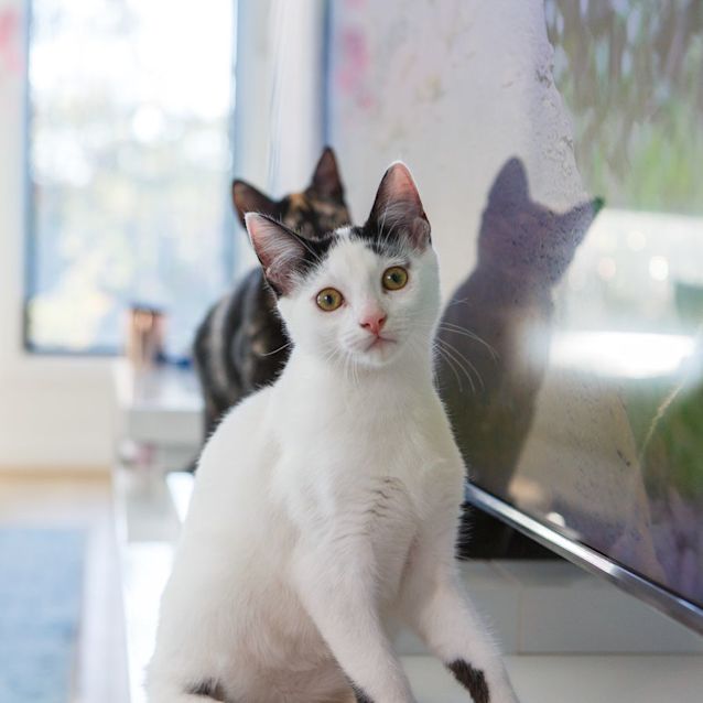 Photo of Captain *9 Lives Project Rescue*