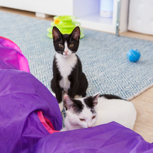 Photo of Captain *9 Lives Project Rescue*