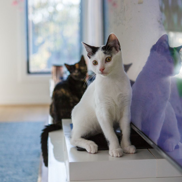 Photo of Captain *9 Lives Project Rescue*