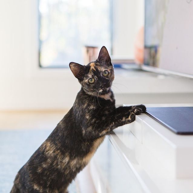 Photo of Maui *9 Lives Project Rescue*