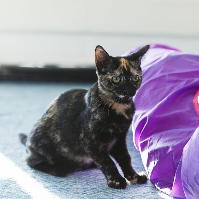 Photo of Maui *9 Lives Project Rescue*