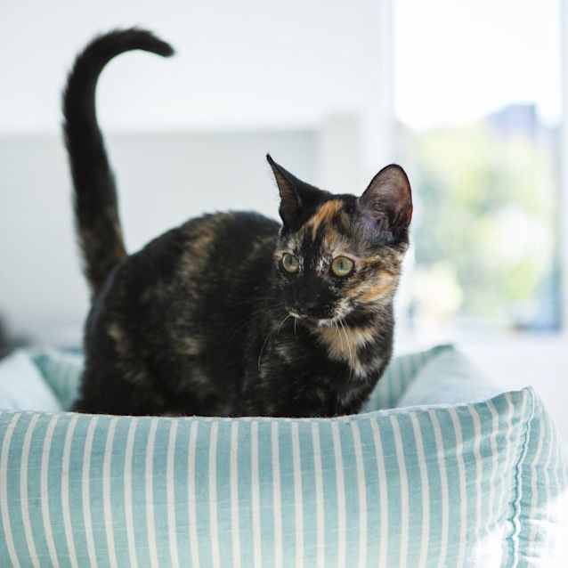 Photo of Maui *9 Lives Project Rescue*