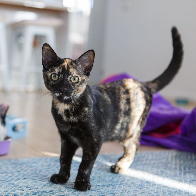 Photo of Maui *9 Lives Project Rescue*