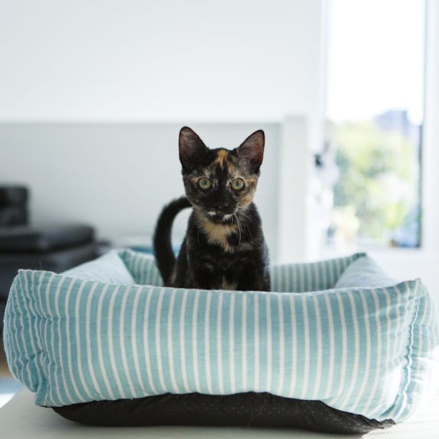 Photo of Maui *9 Lives Project Rescue*