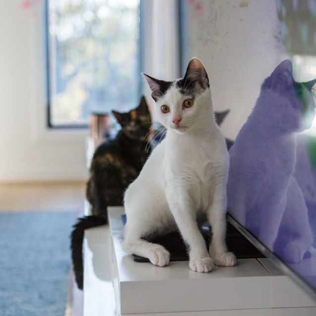 Photo of Maui *9 Lives Project Rescue*