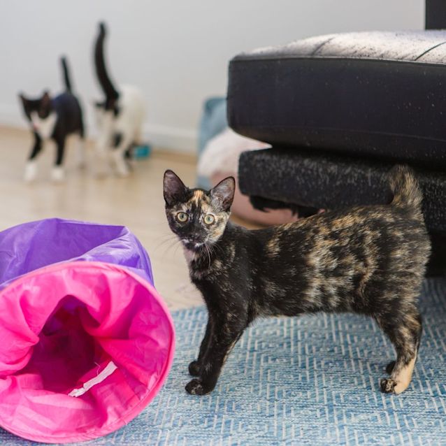 Photo of Maui *9 Lives Project Rescue*