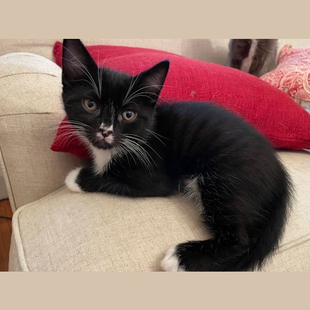 Photo of Chocolate (And Oreo)