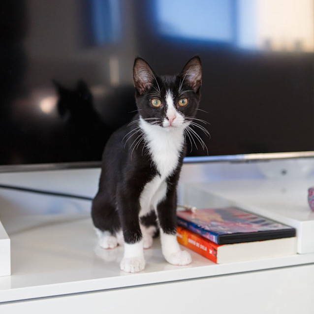 Photo of Trixie *9 Lives Project Rescue*