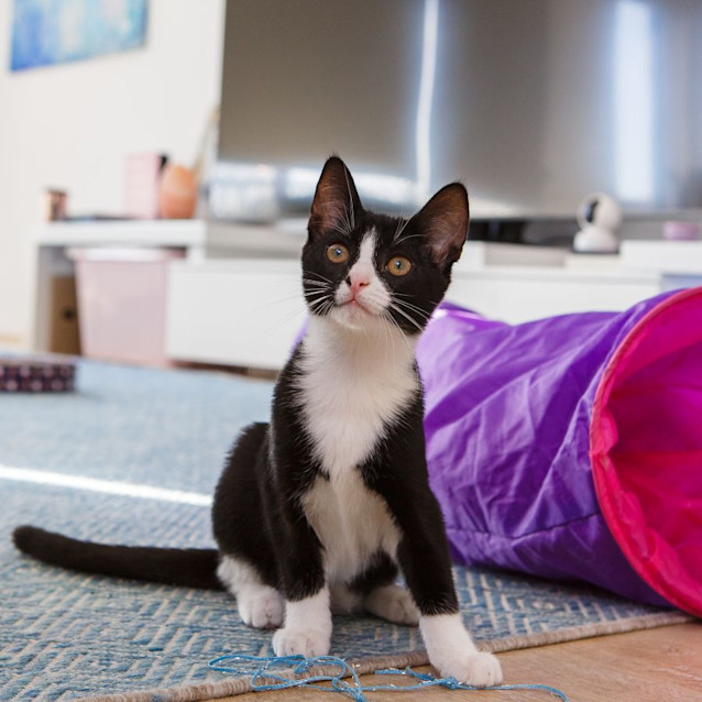 Photo of Trixie *9 Lives Project Rescue*