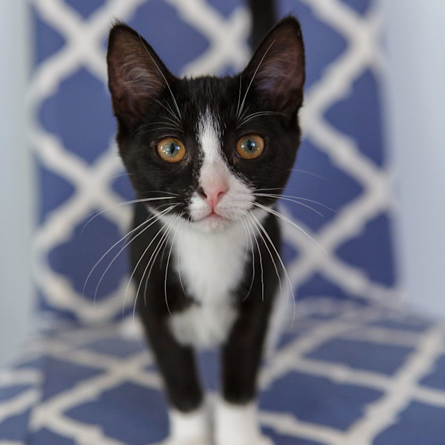 Photo of Trixie *9 Lives Project Rescue*