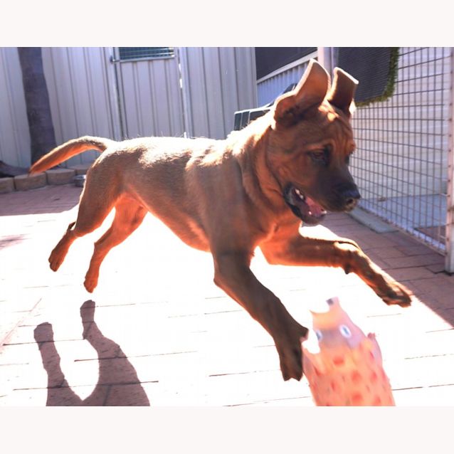 Photo of Maverick