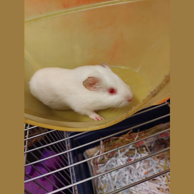 Photo of Cobbler