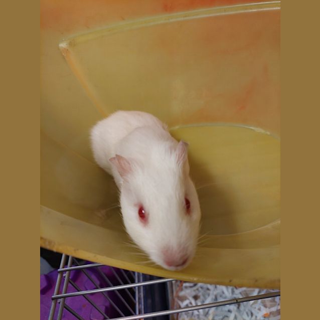 Photo of Cobbler
