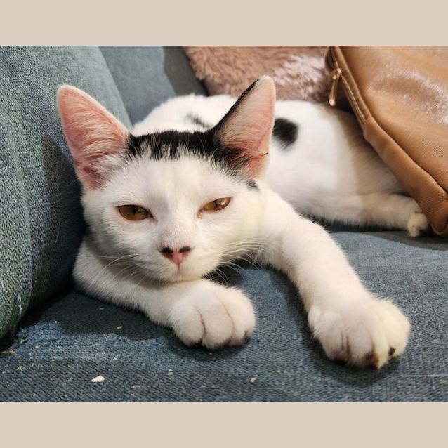 Photo of Gertie   Located In Preston