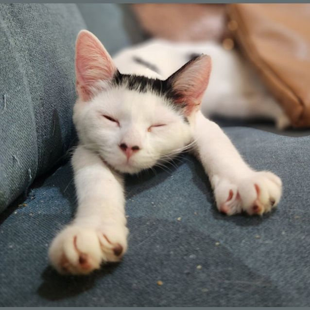 Photo of Gertie   Located In Preston