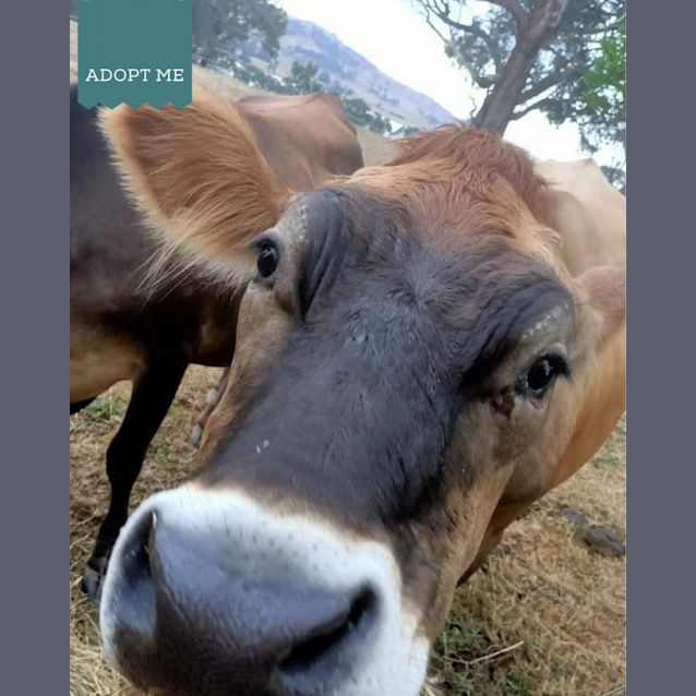 Photo of Hercules And Humphrey