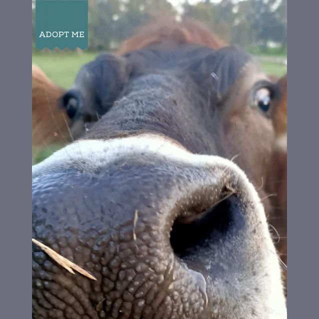 Photo of Hercules And Humphrey