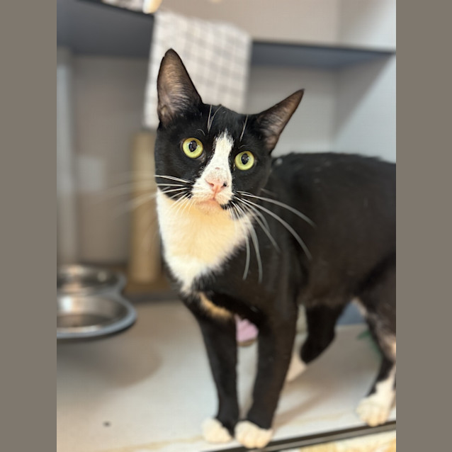 Photo of Chat