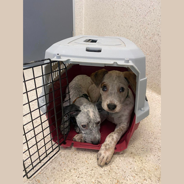 Photo of Ranger And Rusty