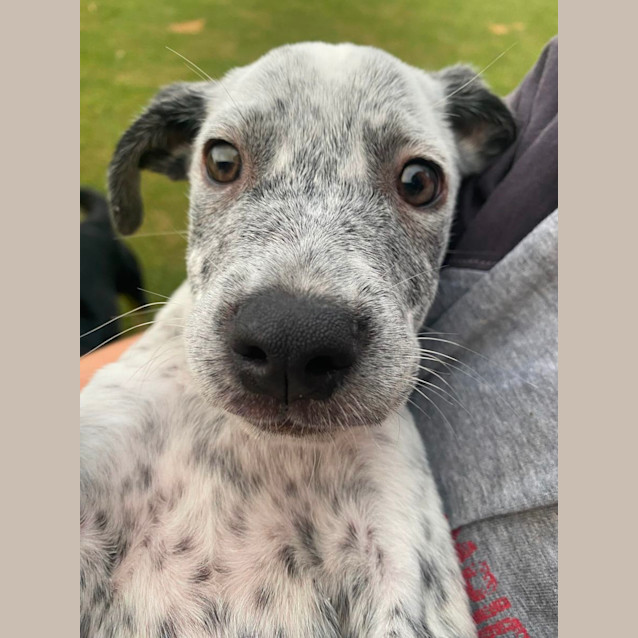 Photo of Ranger And Rusty