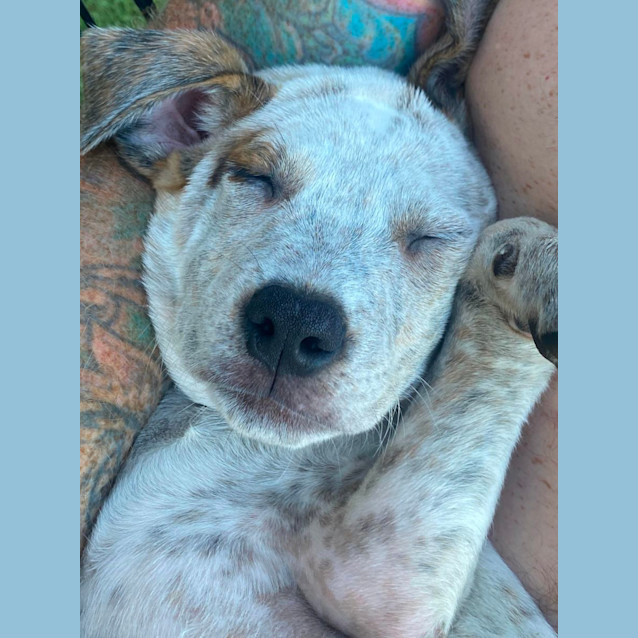 Photo of Ranger And Rusty