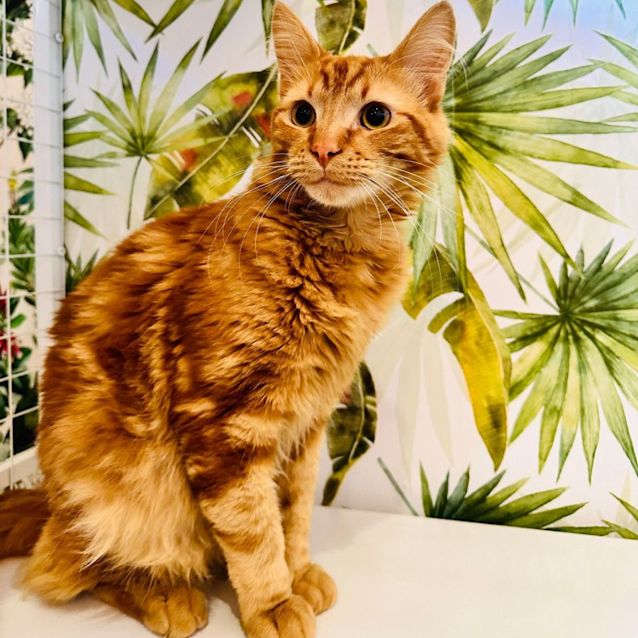 Photo of Tito   Located In Preston