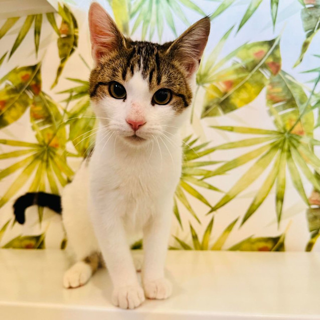 Photo of Dexter   Located In Preston